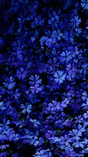 Нежно Голубые Обои на телефон группа цветов
