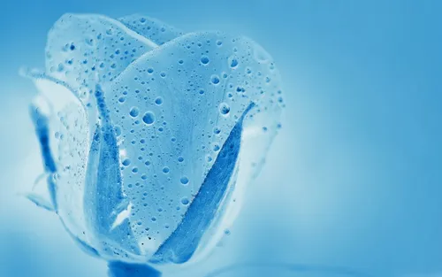 Нежно Голубые Обои на телефон крупный план медузы
