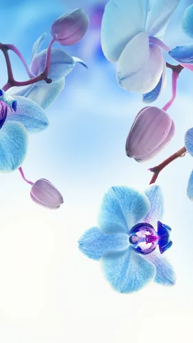 Нежно Голубые Обои на телефон группа синих цветов