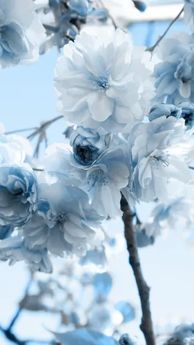 Нежно Голубые Обои на телефон цветы крупным планом