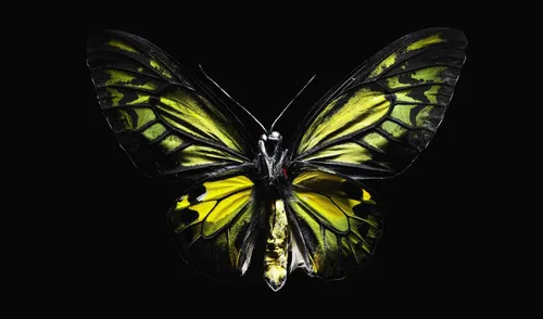 Бабочки На Черном Фоне Обои на телефон бабочка с желтыми и черными крыльями