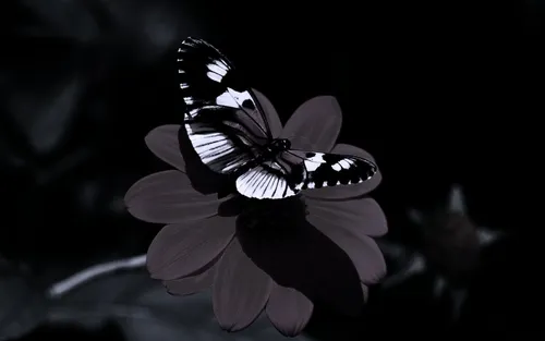Бабочки На Черном Фоне Обои на телефон для Windows