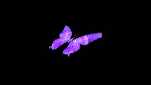 Бабочки На Черном Фоне Обои на телефон бабочка, летящая в воздухе
