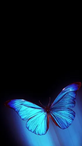 Бабочки На Черном Фоне Обои на телефон сине-белая бабочка