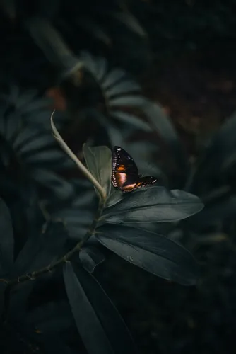 Бабочки На Черном Фоне Обои на телефон крупный план цветка