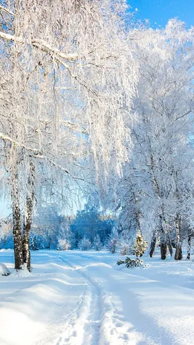 Зима Уют Обои на телефон снежная дорога с деревьями по обе стороны