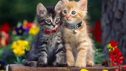 Котята Обои на телефон два котенка сидят на деревянной поверхности