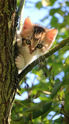 Котята Обои на телефон кошка на дереве