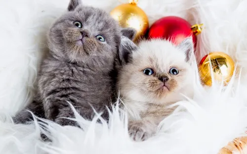 Котята Обои на телефон пара котят в куче снега