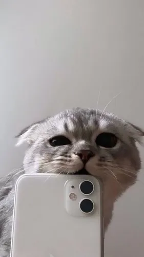 Котята Обои на телефон кот с телефоном