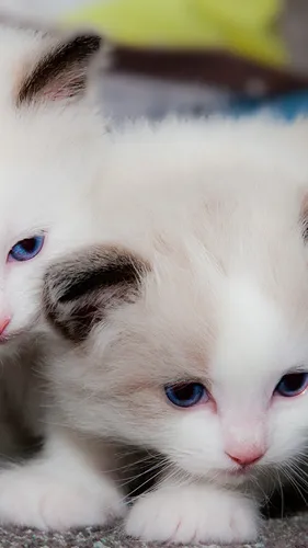 Котята Обои на телефон белая кошка с голубыми глазами