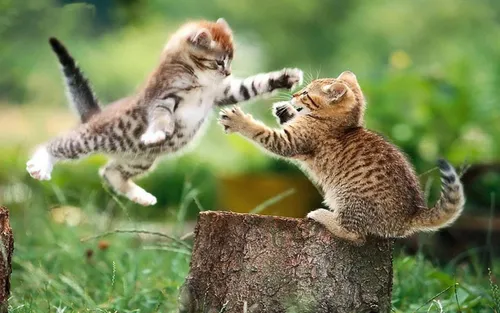 Котята Обои на телефон два котенка играют на пне