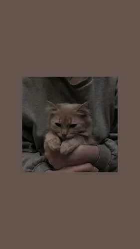 Котята Обои на телефон человек, держащий кошку