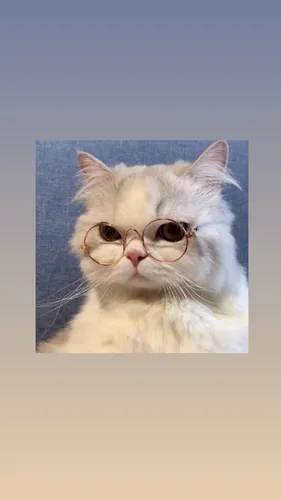 Котята Обои на телефон кошка в очках