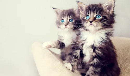 Котята Обои на телефон два котенка сидят на одеяле